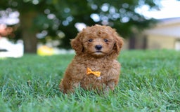Cavapoo dogs for sale: Cavapoo 5 puppies - Image 23