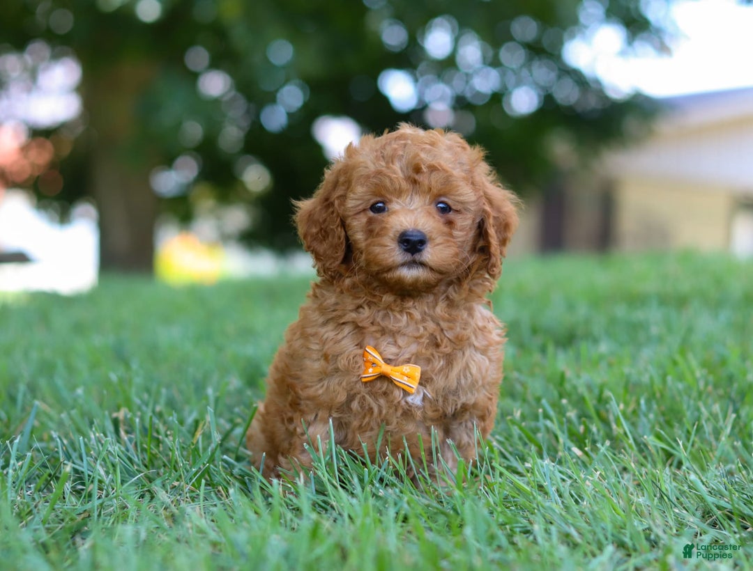 Cavapoo dogs for sale: Cavapoo 5 puppies - Image 23