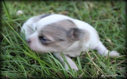 Chihuahua dogs for sale: Longhair Cortez - Image 3