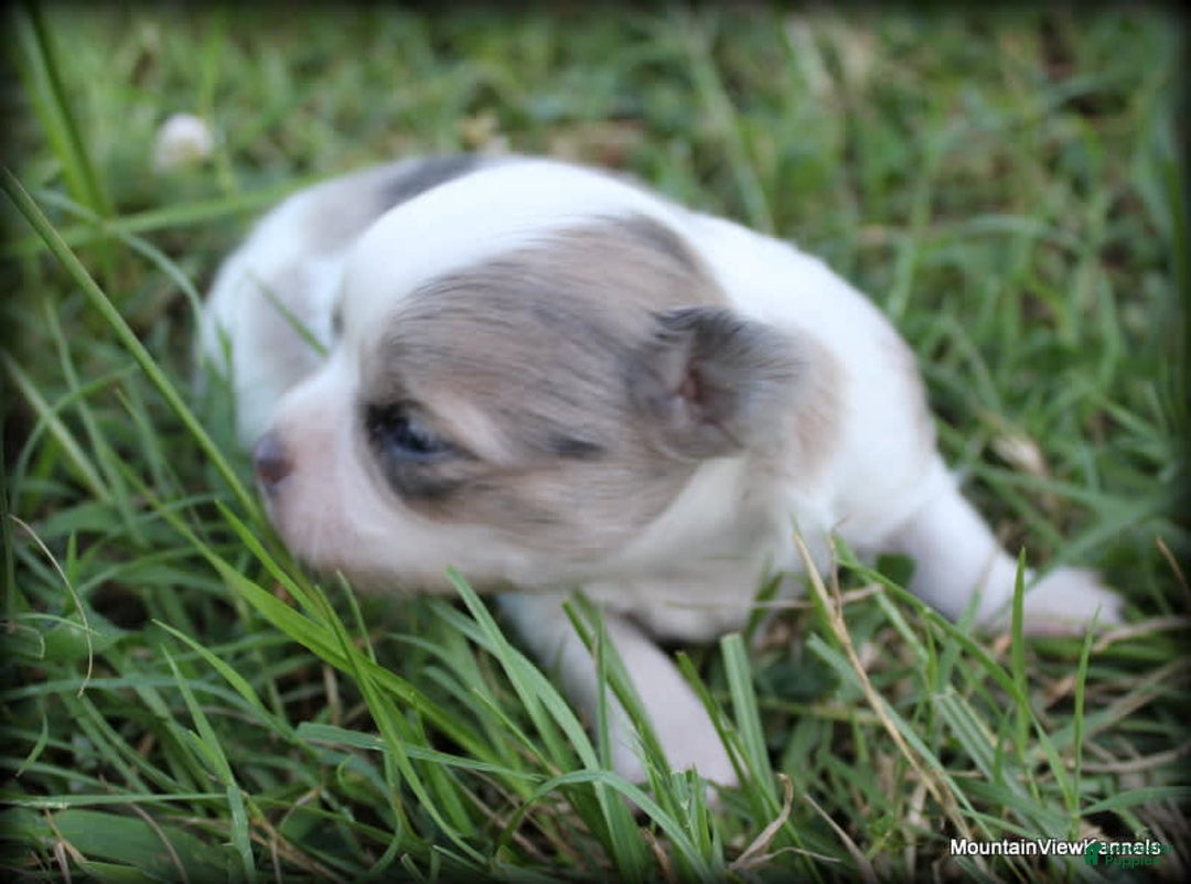Chihuahua dogs for sale: Longhair Cortez - Image 3