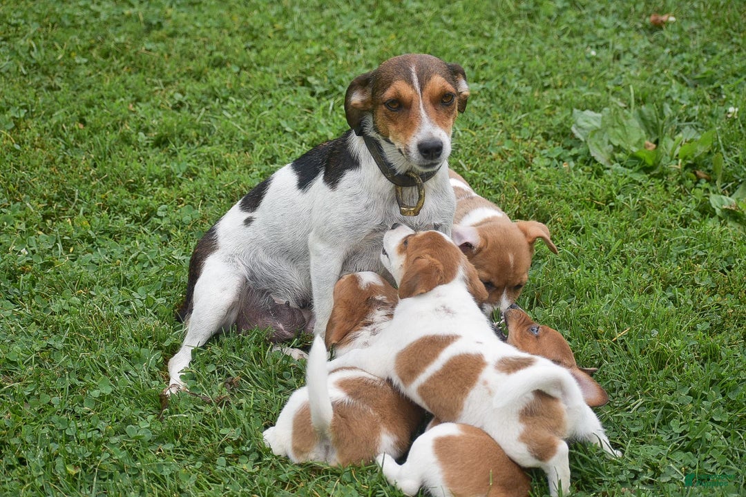 Jack Russell Terrier dogs for sale: Sugar - Image 4