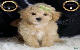 Maltipoo dogs for sale: Muffin - Image 1