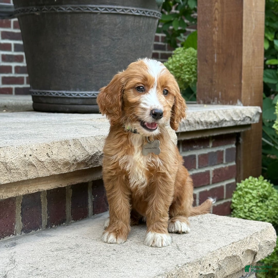 Goldendoodle dogs for sale: Abby - Image 11