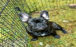 French Bulldog dogs for sale: Puppy 2 - We Leave The Naming To The New Parents - Image 4