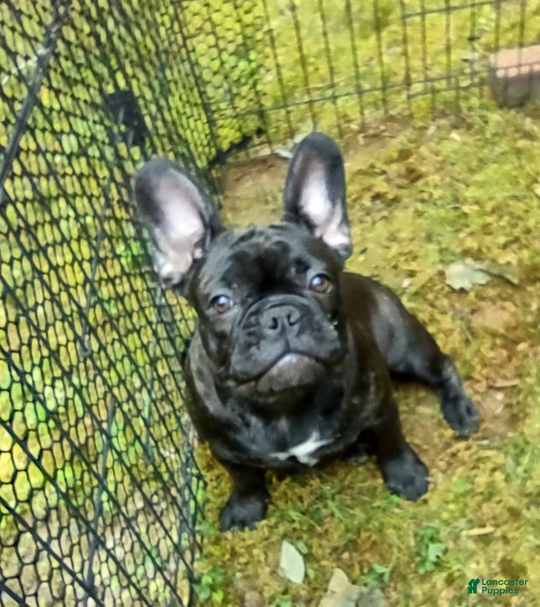 French Bulldog dogs for sale: Puppy 2 - We Leave The Naming To The New Parents - Image 4