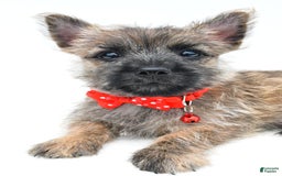 Cairn Terrier dogs for sale: Cuddles - Image 3