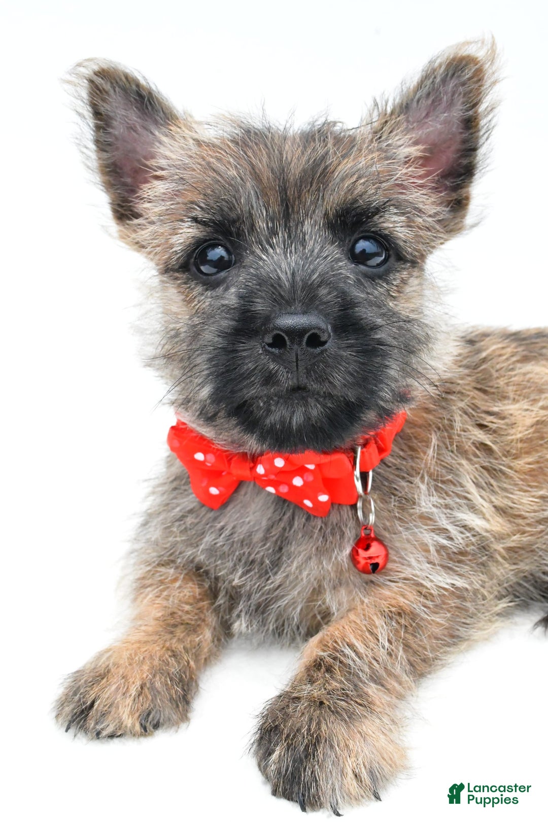 Cairn Terrier dogs for sale: Cuddles - Image 3
