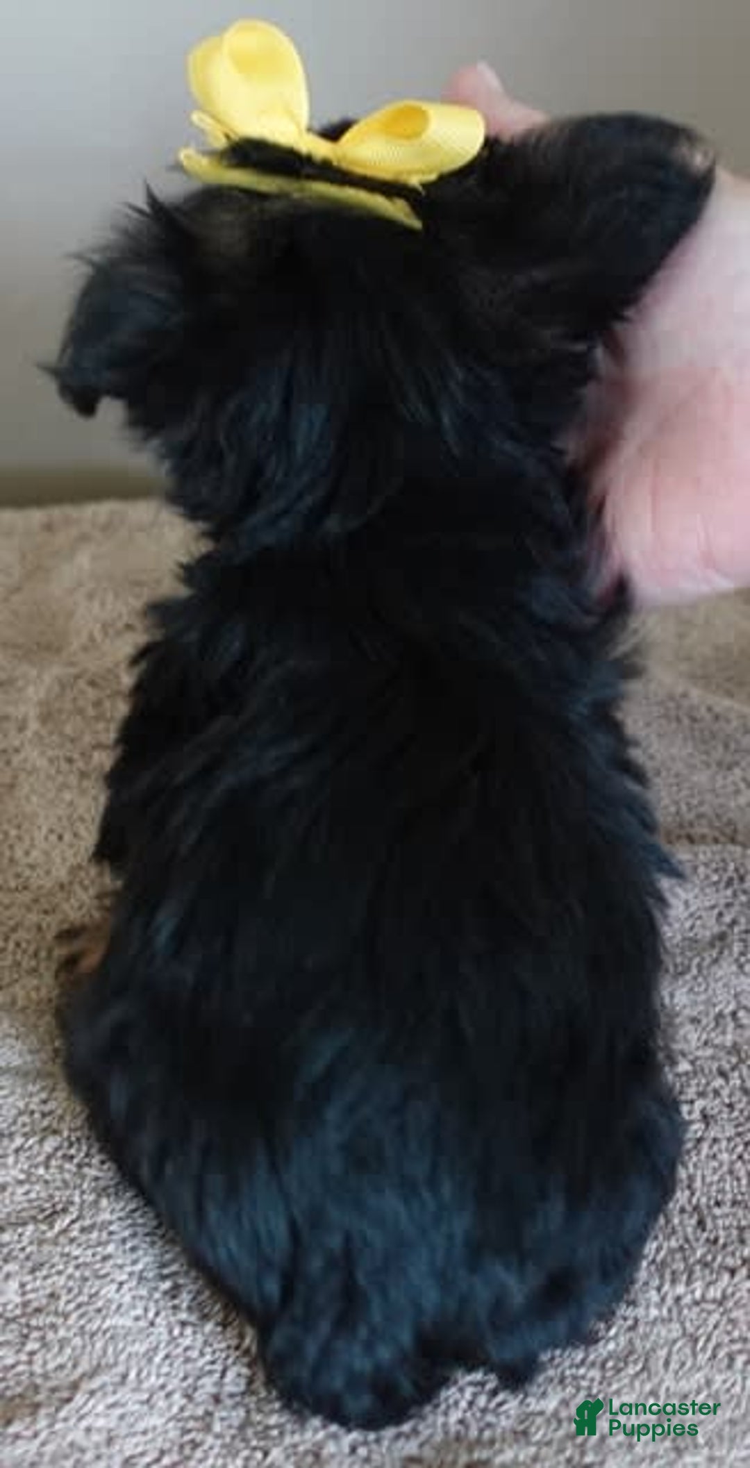 Yorkshire Terrier dogs for sale: Kai - Image 33