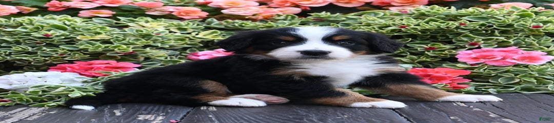Izzy