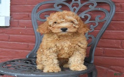 Cockapoo dogs for sale: Kipling - Image 8