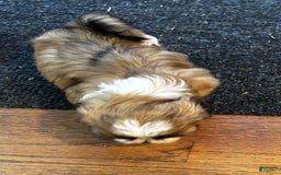 Shih Tzu dogs for sale: Jessie - Image 4