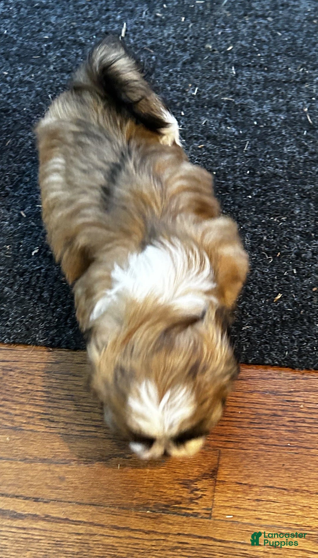 Shih Tzu dogs for sale: Jessie - Image 4
