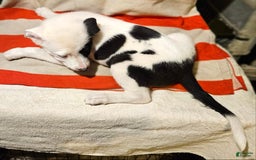 Border Collie dogs for sale: Bambi - Image 44