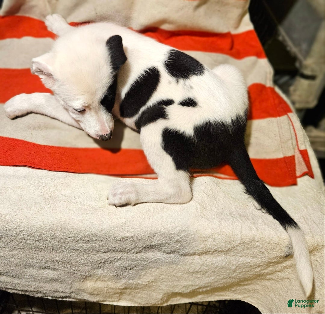 Border Collie dogs for sale: Bambi - Image 44