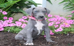 Great Dane dogs for sale: Hope - Image 1