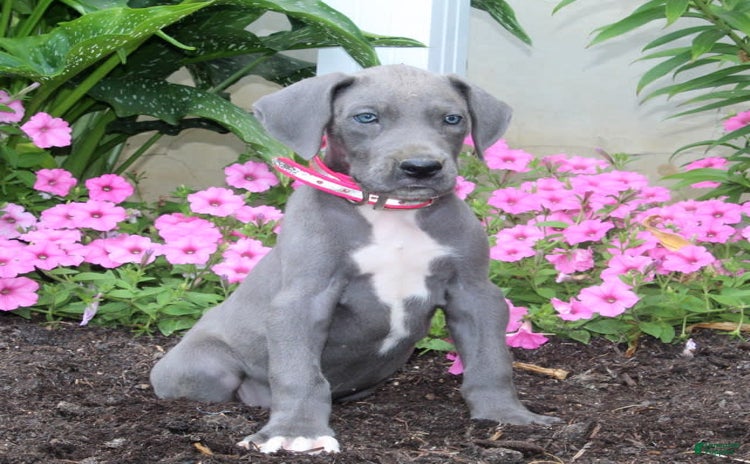 Great Dane dogs for sale - Ad 2