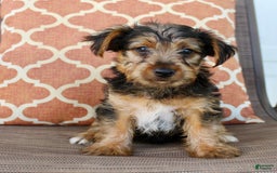 Yorkshire Terrier dogs for sale: Grady - Image 2
