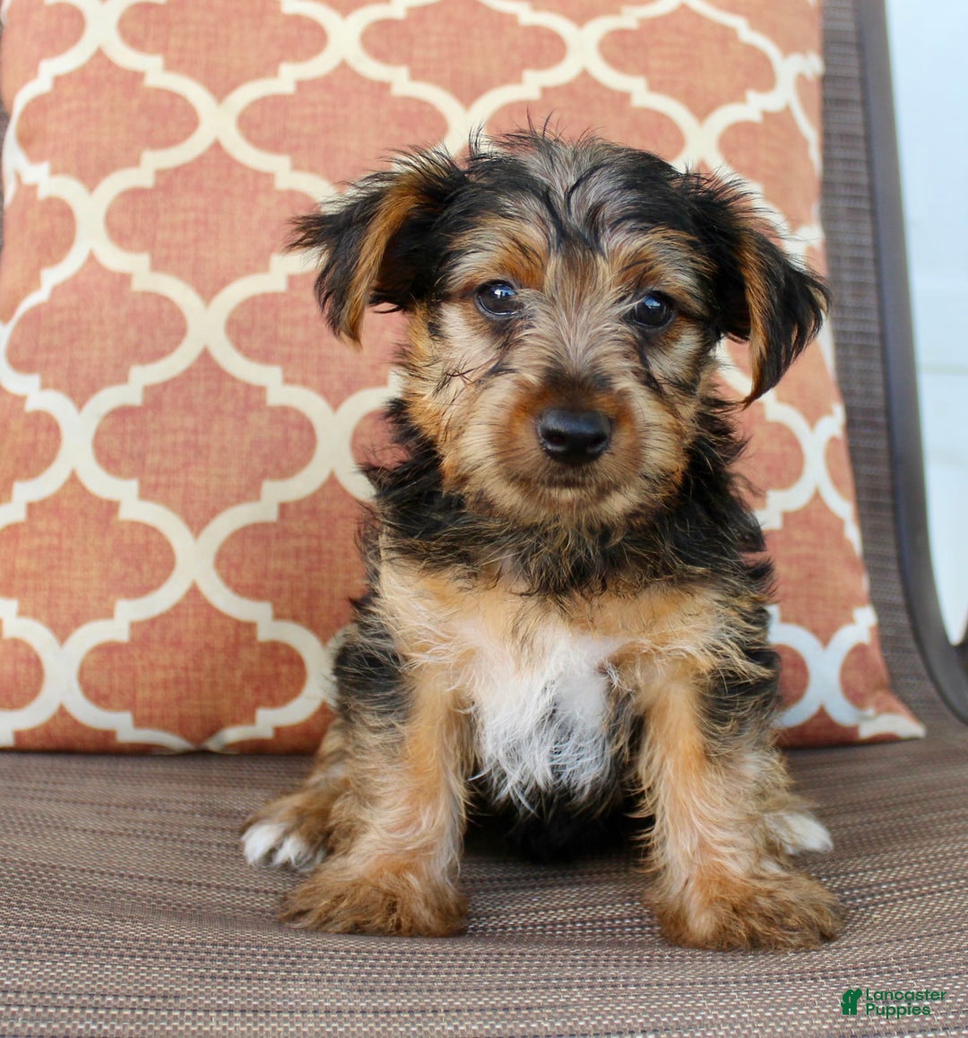 Yorkshire Terrier dogs for sale: Grady - Image 2