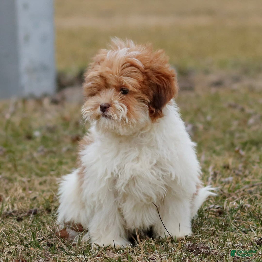 Shihpoo dogs for sale: Amy - Image 11