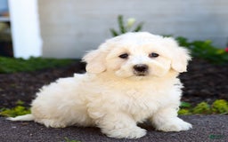 Maltipoo dogs for sale: Ivory - Image 1