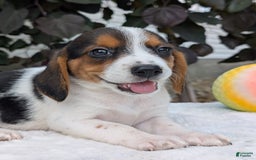 Beagle dogs for sale: Bella - Image 2