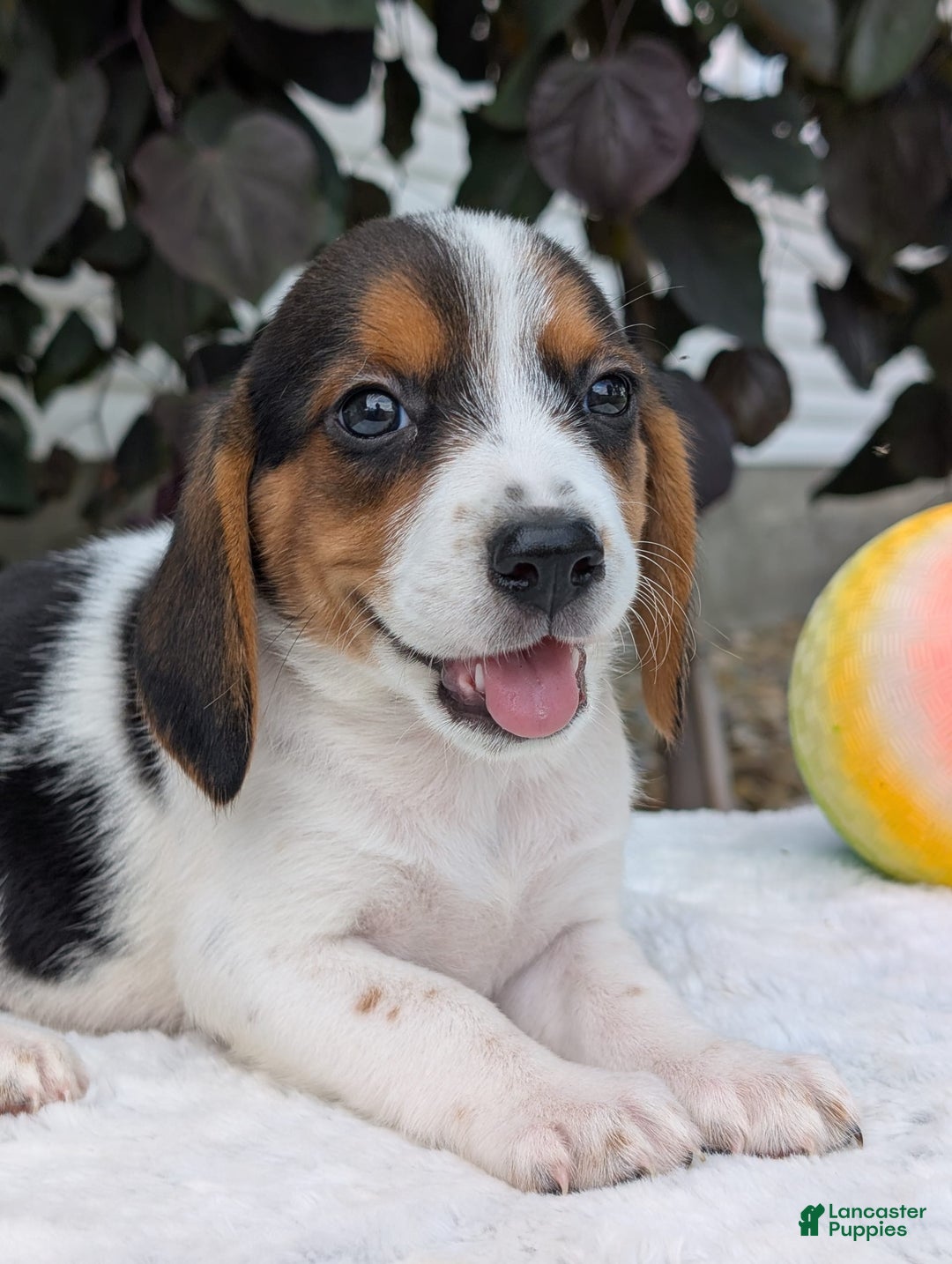 Beagle dogs for sale: Bella - Image 2