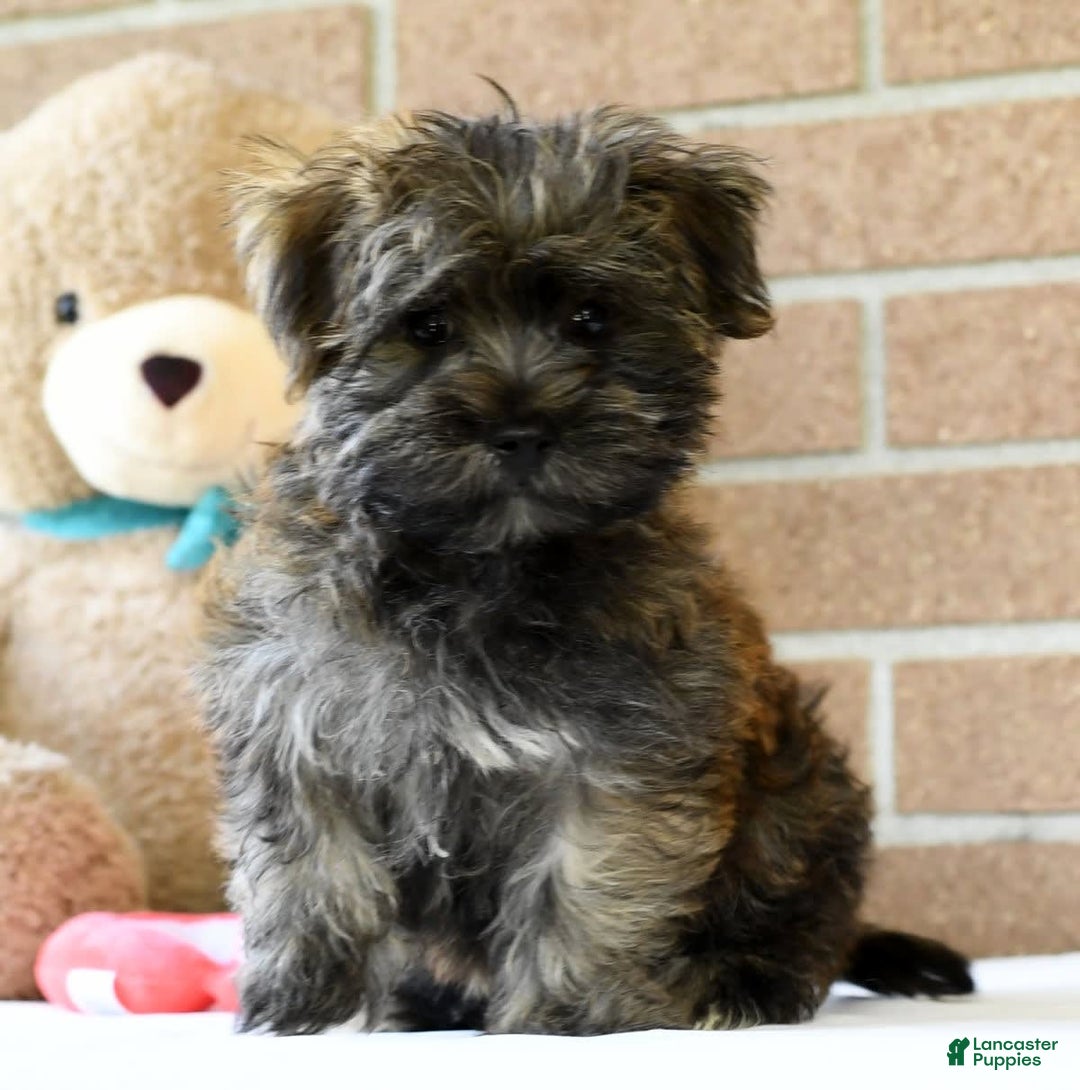 Morkie dogs for sale: Dallas - Image 3