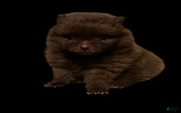 Pomeranian dogs for sale: Twix - Image 11