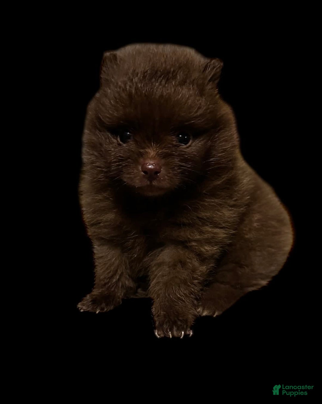 Pomeranian dogs for sale: Twix - Image 11