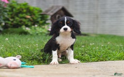Cavalier King Charles Spaniel dogs for sale: Victor - Image 5