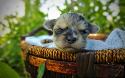 Morkie dogs for sale: Rare Merle Dragonfly - Image 7