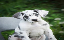 Great Dane dogs for sale: Electra - Image 8