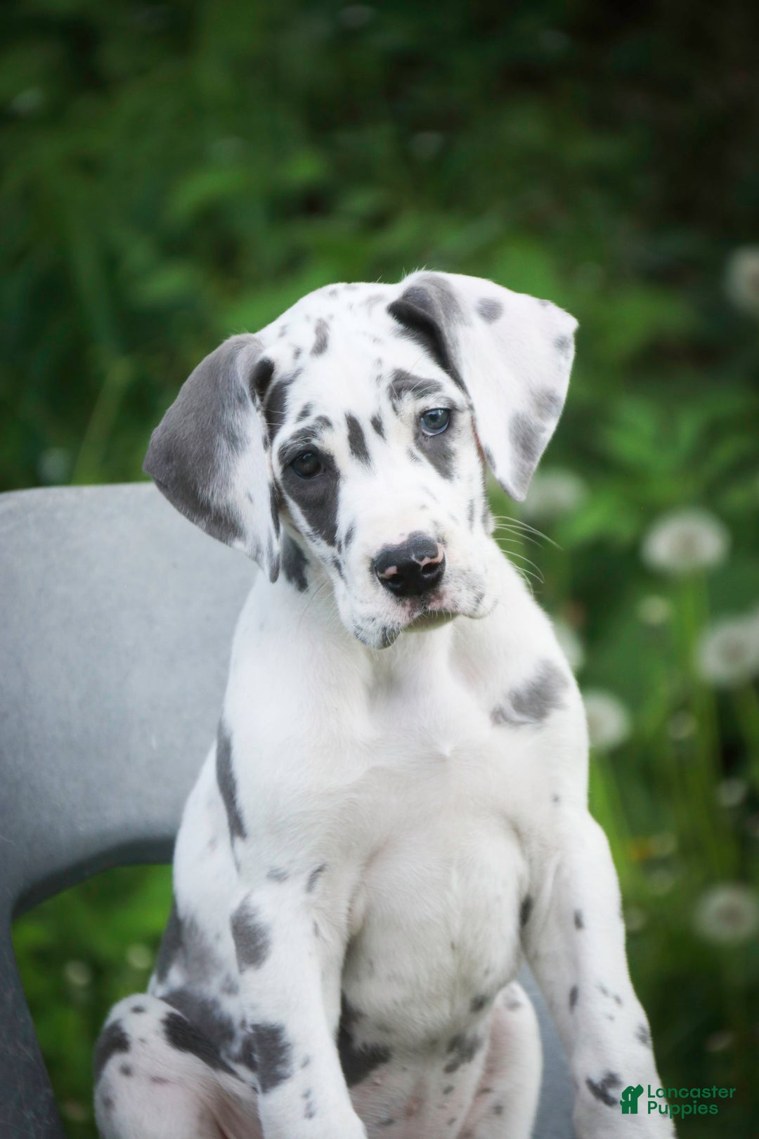 Great Dane dogs for sale: Electra - Image 8
