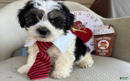 Teddy Bear dogs for sale: Firecracker - Image 1