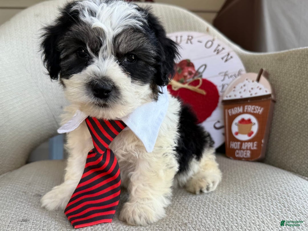 Teddy Bear dogs for sale: Firecracker - Image 1