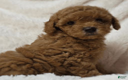 Maltipoo dogs for sale: Apple - Image 3