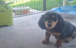 Miniature Dachshund dogs for sale: Miniature Dachshund 4 puppies - Image 5