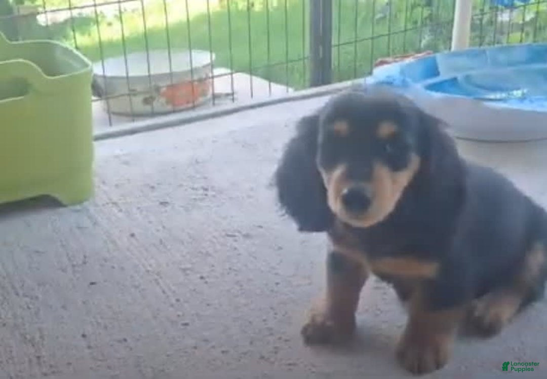 Miniature Dachshund dogs for sale: Miniature Dachshund 4 puppies - Image 5