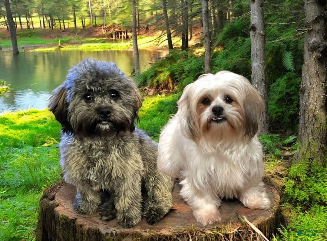 Shihpoo dogs for sale: Pickles - Image 7