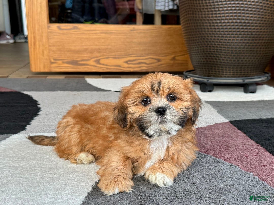 Lhasa Apso dogs for sale: Lacy - Image 2