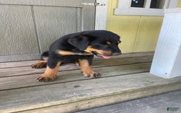 Rottweiler dogs for sale: Vans - Image 5