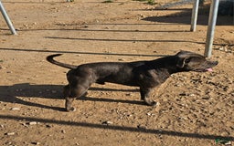 Staffordshire Bull Terrier dogs for sale: Deuce - Image 7