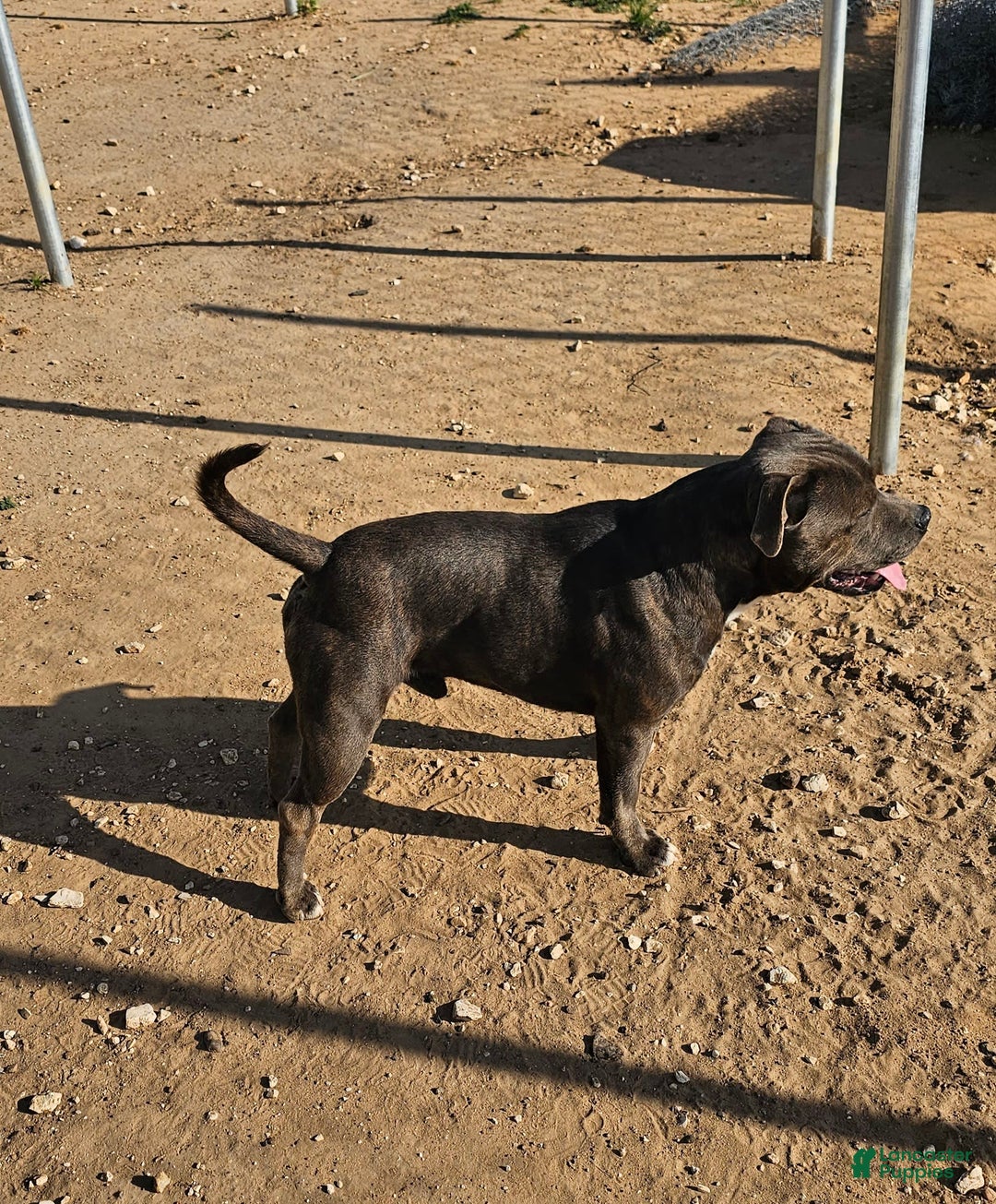 Staffordshire Bull Terrier dogs for sale: Deuce - Image 7