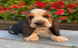 Basset Hound dogs for sale: Isabelle - Image 3