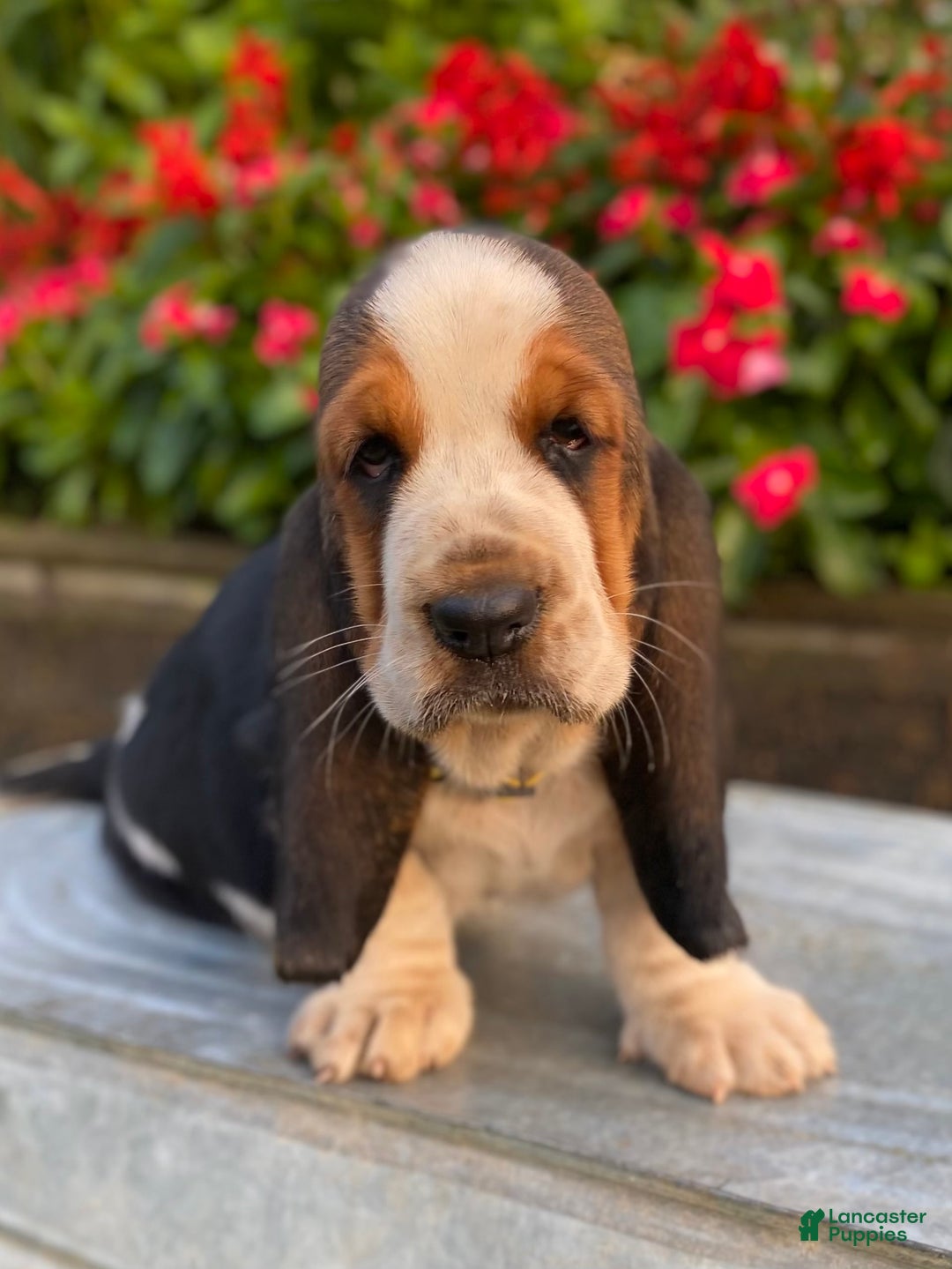 Basset Hound dogs for sale: Isabelle - Image 3