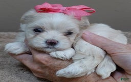 Maltese dogs for sale: Tinker - Image 15