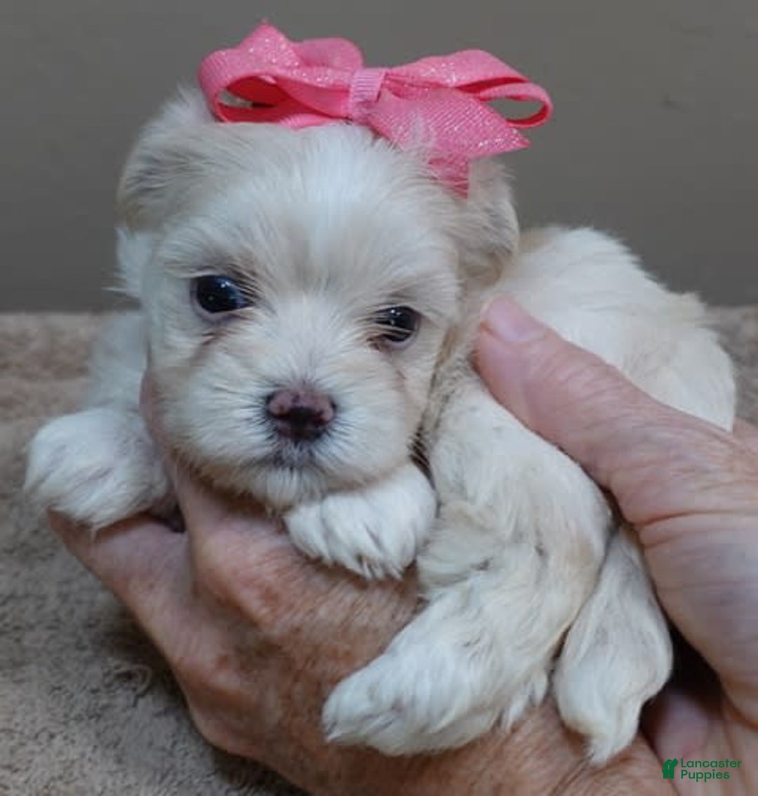 Maltese dogs for sale: Tinker - Image 15