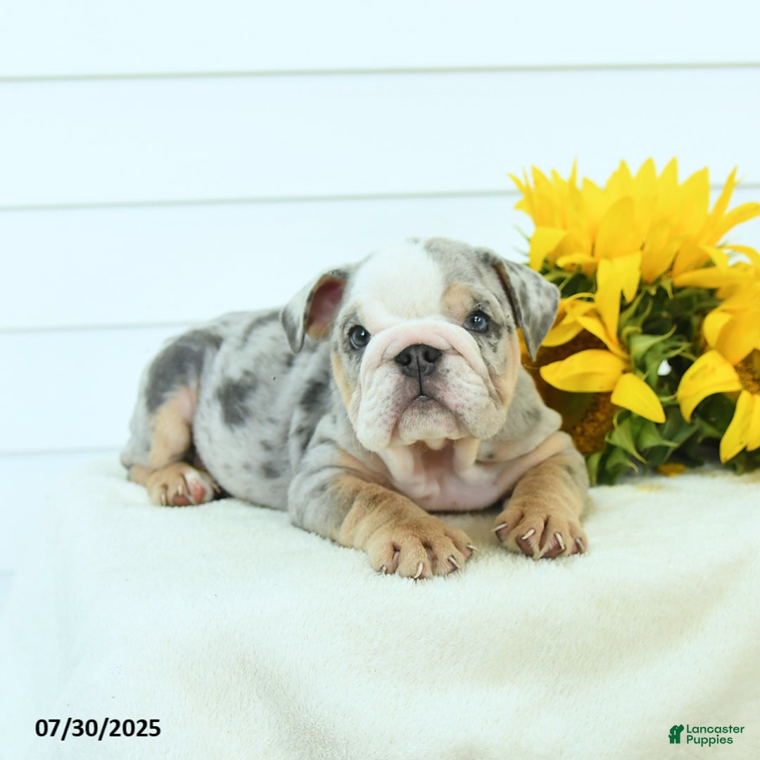 English Bulldog dogs for sale: Galaxy - Image 5