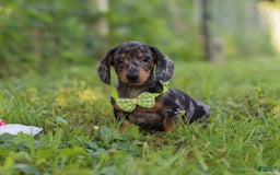 Miniature Dachshund dogs for sale: Jackson - Image 7