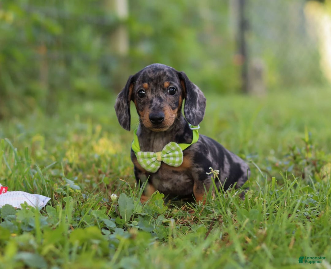 Miniature Dachshund dogs for sale: Jackson - Image 7